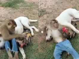 monkey viral video