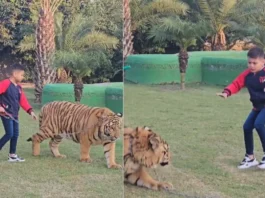 TIGER
