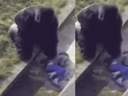 Animal Viral Video