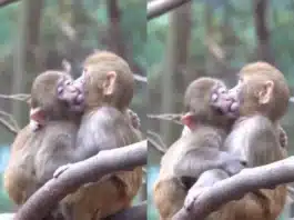 animal viral video