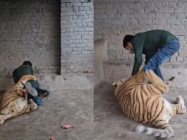 animal viral video