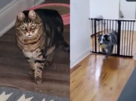 animal viral vido