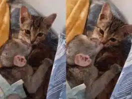 animal virla video
