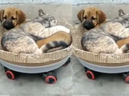 cat viral video