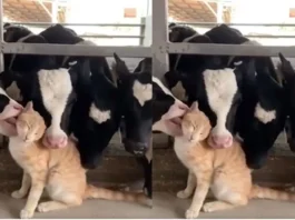 cat viral video