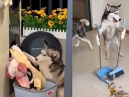dog