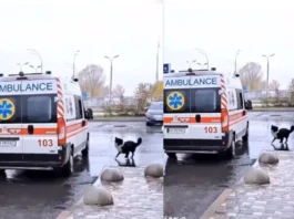dog viral