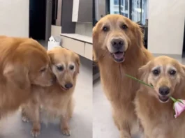 dog viral video