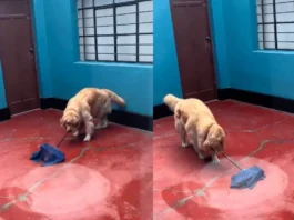 dog viral video