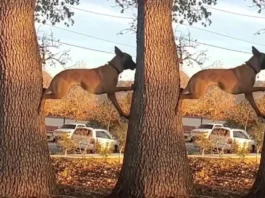 dog viral video