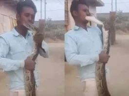 snake video