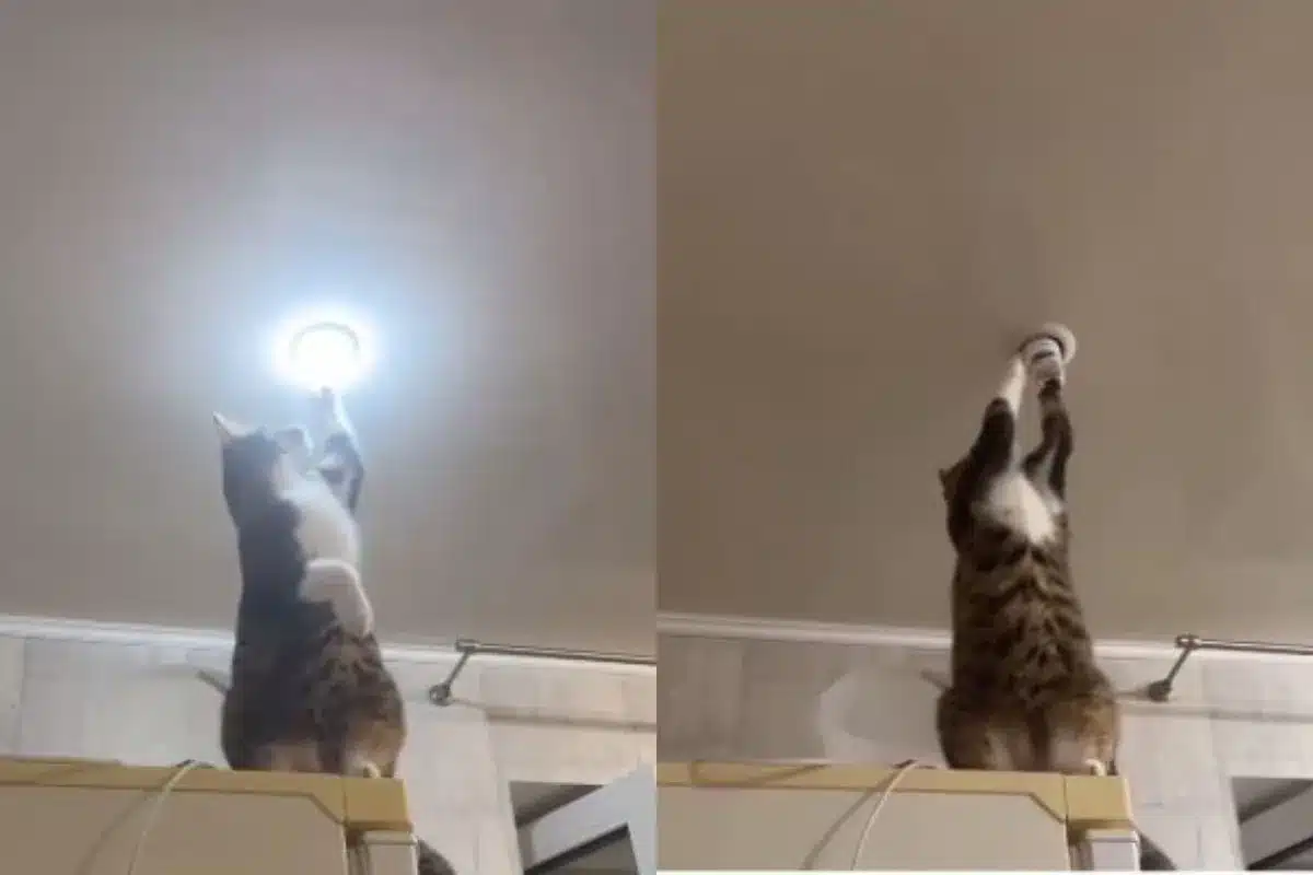 viral video