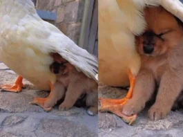 viral video