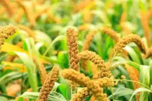 Foxtail Millet Benefits