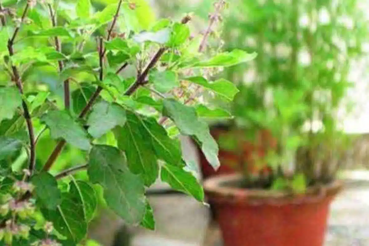 Tulsi Manjari