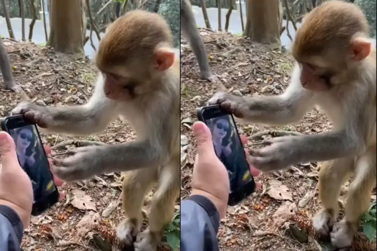 animal viral video