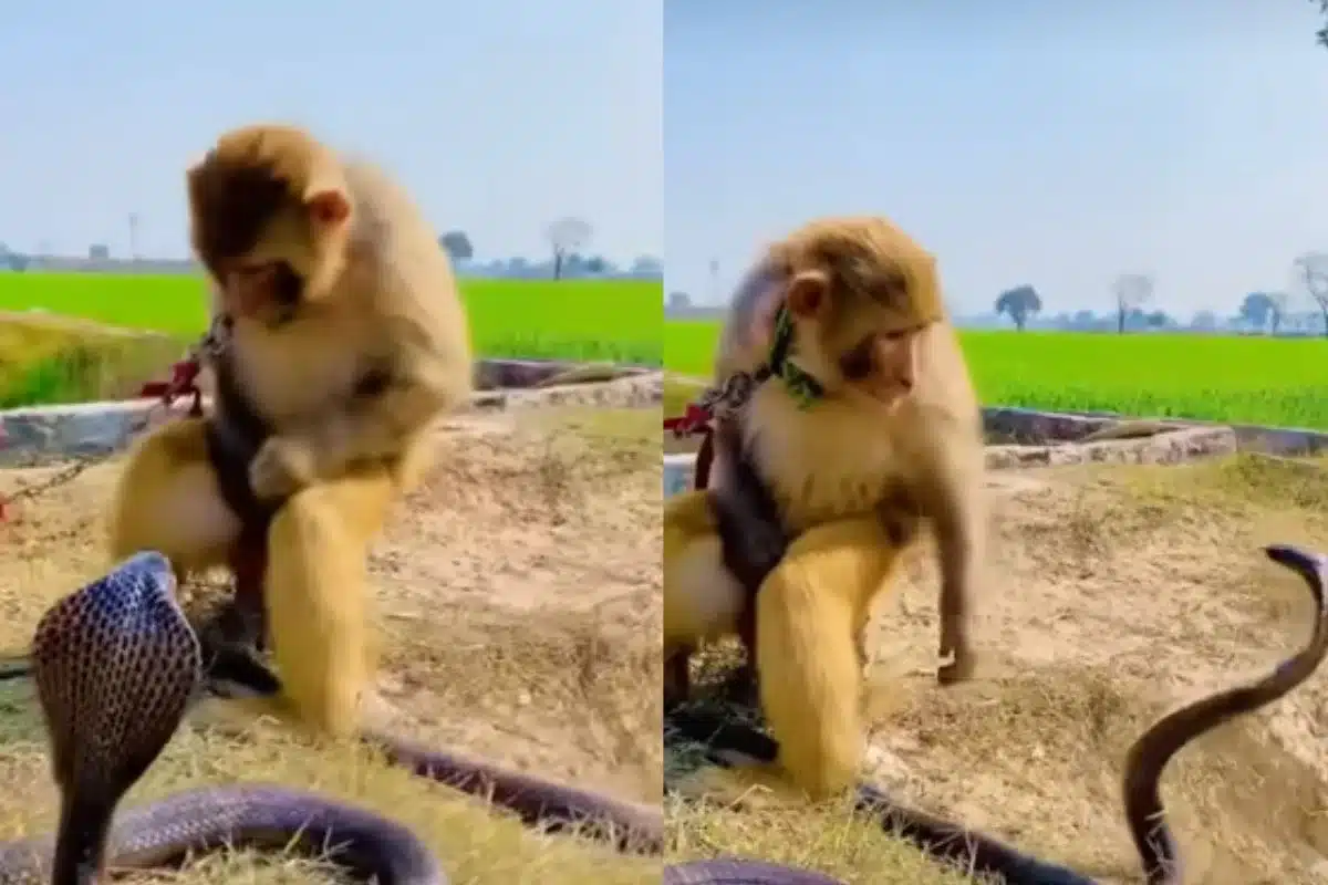 Animal Viral Video