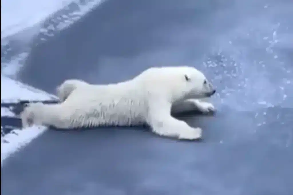 Viral Video