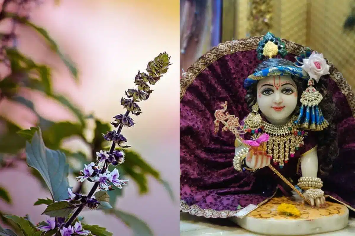 laddu gopal
