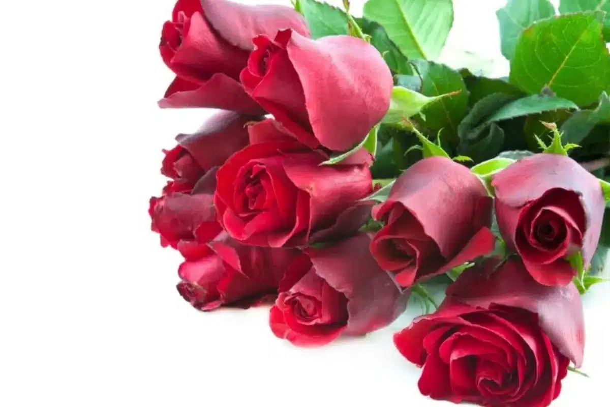 Rose Day