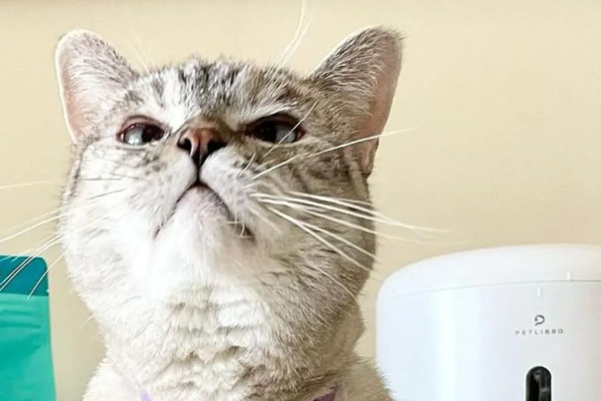 Wealthiest Cat in the World