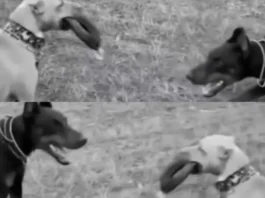 Animal Viral Video