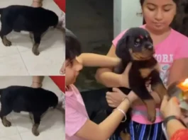 Animal Viral Video