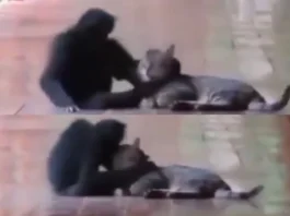 Animal Viral Video