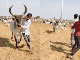 Animal Viral Video