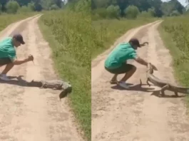 Animal Viral Video