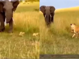Animal Viral Video