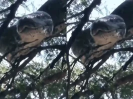 Animal Viral Video