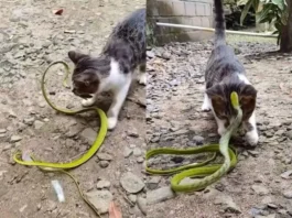 Animal Viral Video