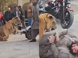 Animal Viral Video