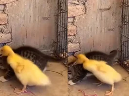 Animal Viral Video