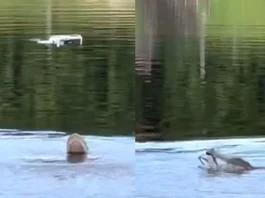 Animal Viral Video