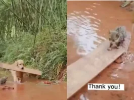 Animal Viral Video