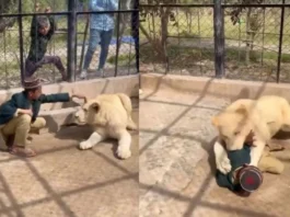 Animal Viral Video