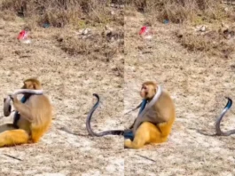 Animal Viral Video