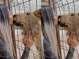 Animal Viral Video
