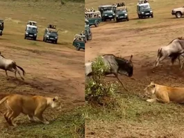 Animal Viral Video