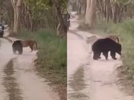 Animal Viral Video