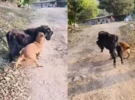 Animal viral video