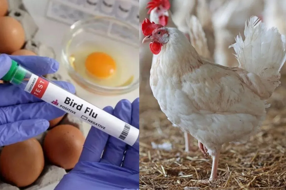 Bird Flu