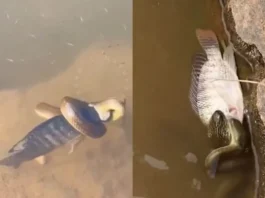 ANIMAL VIRAL VIDEO.....