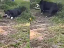 ANIMAL VIRAL VIDEO