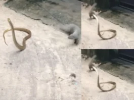 Animal Viral Video