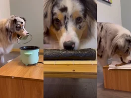 Animal Viral Video
