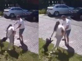 Animal Viral Video