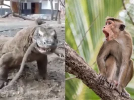 Animal Viral Video